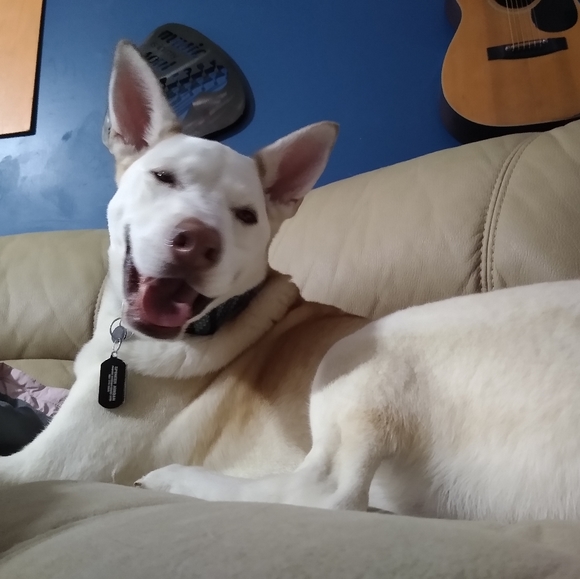 Meet your Posher, Spencer - Picture 4 of 5